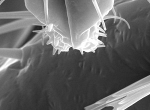 Bed Bug QuarantineBed Bug Relief | Bed Bug Relief Bed Bug QuarantineBed Bug Relief | Bed Bug Relief